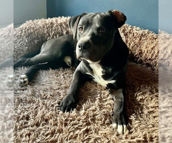 Medium Photo #6 American Pit Bull Terrier-Unknown Mix Puppy For Sale in Sandy, UT, USA