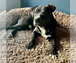 Small #5 American Pit Bull Terrier Mix