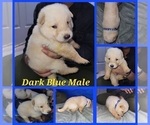 Puppy Dark blue Yorkshire Terrier