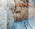 Small Photo #18 Bordoodle Puppy For Sale in COPPERAS COVE, TX, USA