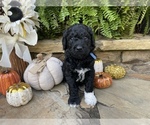 Small Photo #13 Goldendoodle Puppy For Sale in CUMMING, GA, USA