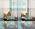 Small #6 Shih Tzu
