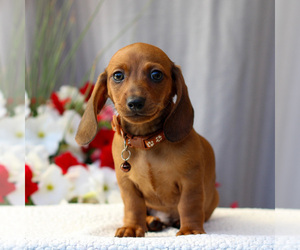 Dachshund Puppy for sale in ANNVILLE, PA, USA