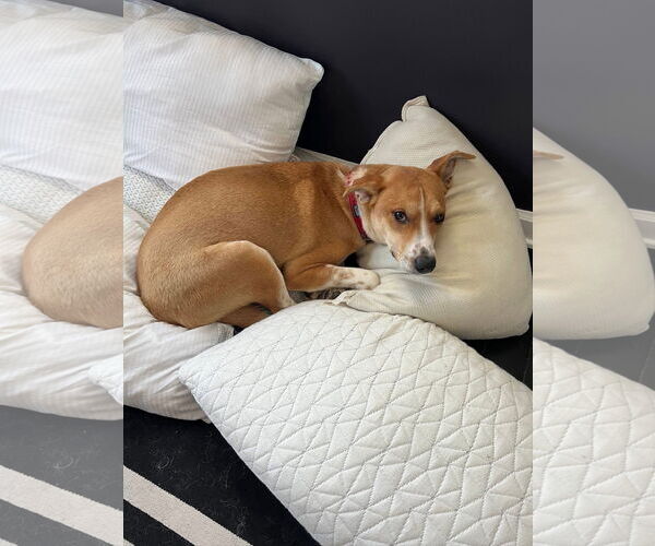 Medium Photo #9 Mutt Puppy For Sale in Germantown, OH, USA