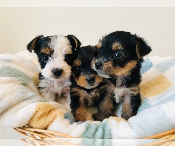 Medium Photo #2 Yorkshire Terrier Puppy For Sale in MILWAUKEE, WI, USA