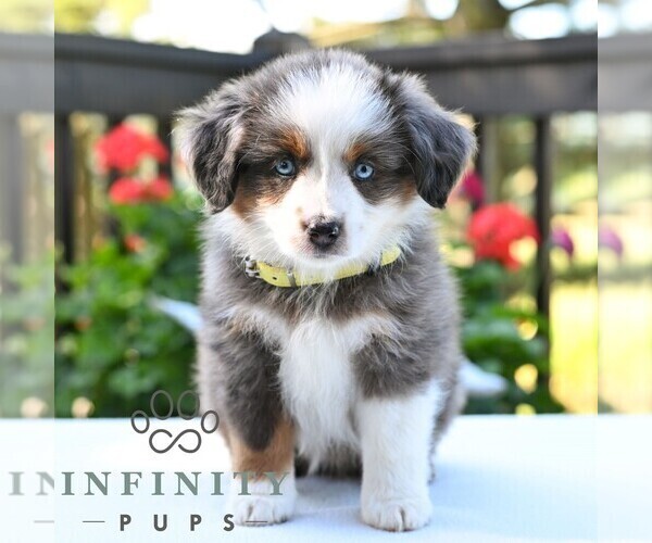 Medium Photo #3 Miniature Australian Shepherd Puppy For Sale in REBERSBURG, PA, USA