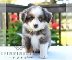 Bethany - Female Miniature Australian Shepherd Puppy for Sale - Photo #3