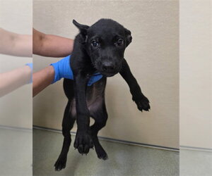 Australian Kelpie-Unknown Mix Dogs for adoption in Placerville, CA, USA