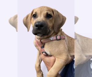 Mutt Dogs for adoption in Rockville, MD, USA