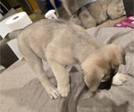 Small #5 Alaskan Malamute-Mastiff Mix
