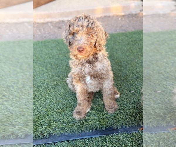 Medium Photo #19 Poodle (Standard) Puppy For Sale in APACHE JUNCTION, AZ, USA