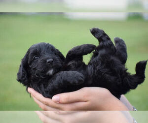 Goldendoodle-Poodle (Miniature) Mix Puppy for sale in ELMWOOD, WI, USA