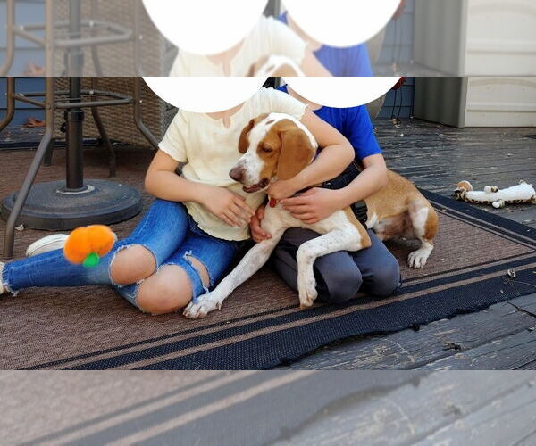 Medium Photo #3 Mutt Puppy For Sale in Rootstown, OH, USA