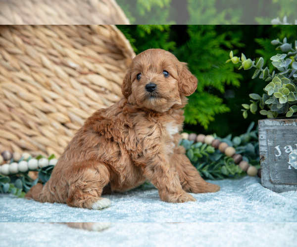 Medium Photo #9 Cavapoo Puppy For Sale in KIRKWOOD, PA, USA
