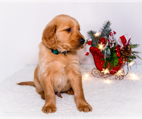 Medium Photo #6 Golden Retriever Puppy For Sale in WAKARUSA, IN, USA