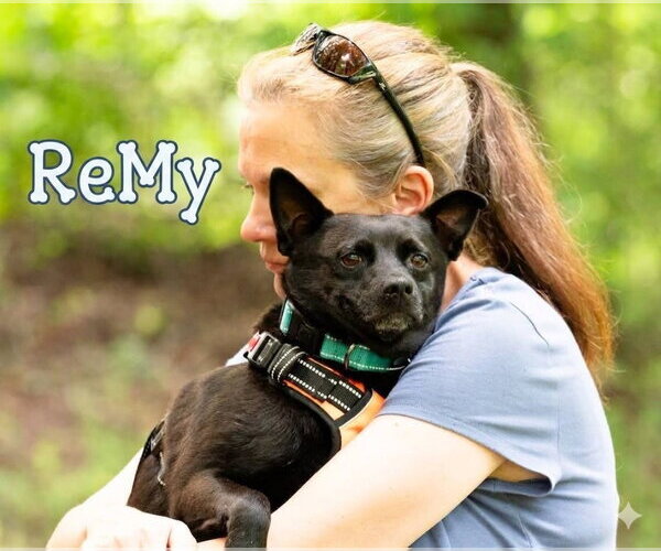 Medium Photo #5 Schipperke-Unknown Mix Puppy For Sale in Ellijay, GA, USA