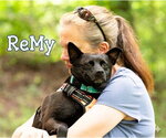 Small #4 Schipperke Mix