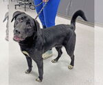 Small #1 Retriever  Mix