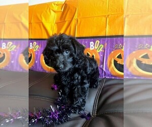 YorkiePoo Puppy for sale in AMERICAN FORK, UT, USA
