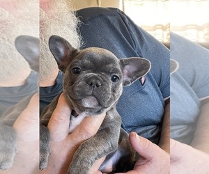 French Bulldog Puppy for sale in MARLOW, OK, USA