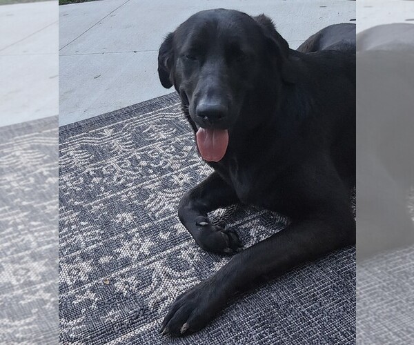 Medium Photo #1 Golden Labrador Puppy For Sale in BENNINGTON, NE, USA