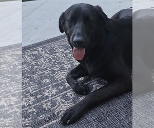 Father of the Golden Labrador puppies born on 12/30/2025