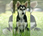 Small #11 Siberian Husky Mix