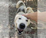 Small #3 Siberian Husky