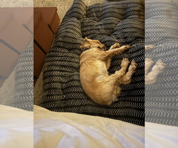 Medium Photo #8 Cocker Spaniel Puppy For Sale in Wheaton, IL, USA