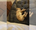 Small #7 Cocker Spaniel