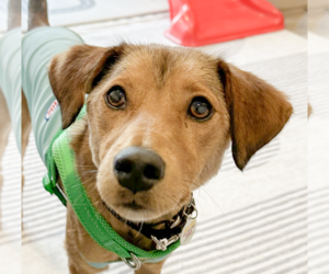 Mutt Dogs for adoption in San Ramon, CA, USA