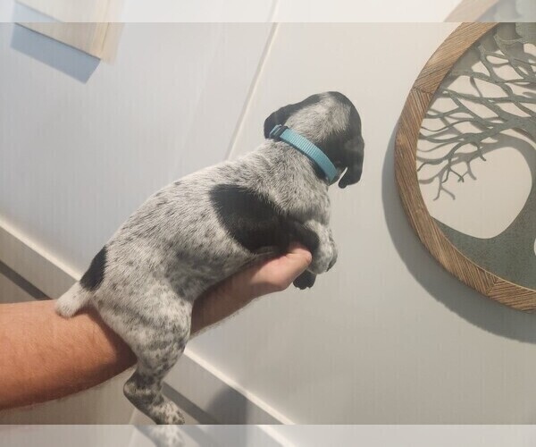 Medium Photo #8 German Shorthaired Pointer Puppy For Sale in EDGEMOOR, SC, USA