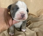 Small Photo #17 Olde English Bulldogge Puppy For Sale in CHETEK, WI, USA