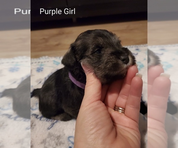 Medium Photo #1 Schnauzer (Miniature) Puppy For Sale in LYNCHBURG, VA, USA