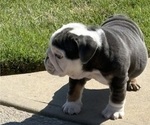 Small #9 Bulldog