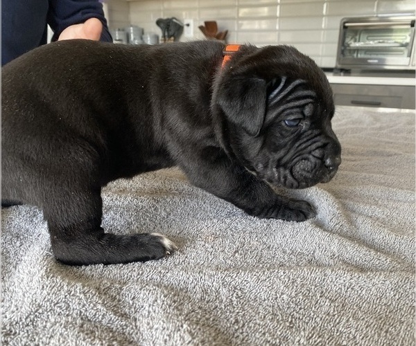 Medium Photo #46 Cane Corso Puppy For Sale in HORACE, ND, USA