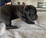 Small #45 Cane Corso