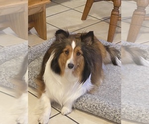 Mother of the Shetland Sheepdog puppies born on 05/03/2025