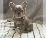 Small #13 French Bulldog