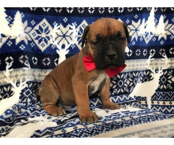 Medium Photo #8 Boerboel Puppy For Sale in CHRISTIANA, PA, USA