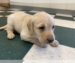 Small Photo #11 Labrador Retriever Puppy For Sale in WILSONVILLE, OR, USA