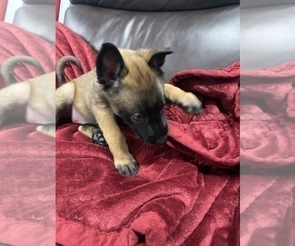 Medium Photo #136 Belgian Malinois Puppy For Sale in REESEVILLE, WI, USA