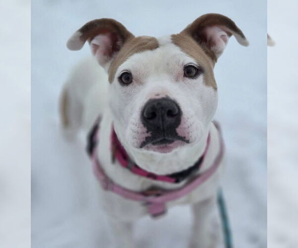 Medium Photo #2 American Pit Bull Terrier-Unknown Mix Puppy For Sale in Clarkston, MI, USA