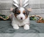 Small Photo #6 Miniature Australian Shepherd Puppy For Sale in BALTIC, OH, USA