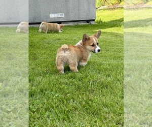 Pembroke Welsh Corgi Litter for sale in LEXINGTON, KY, USA