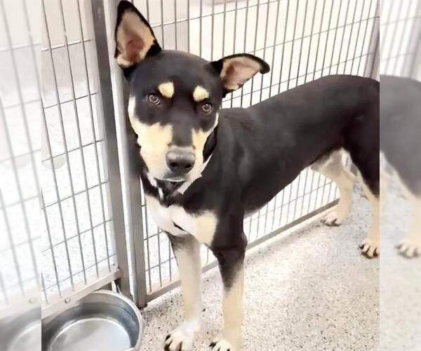 Medium Photo #2 American Pit Bull Terrier-Unknown Mix Puppy For Sale in Houston, TX, USA