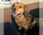 Small #4 Cocker Spaniel Mix