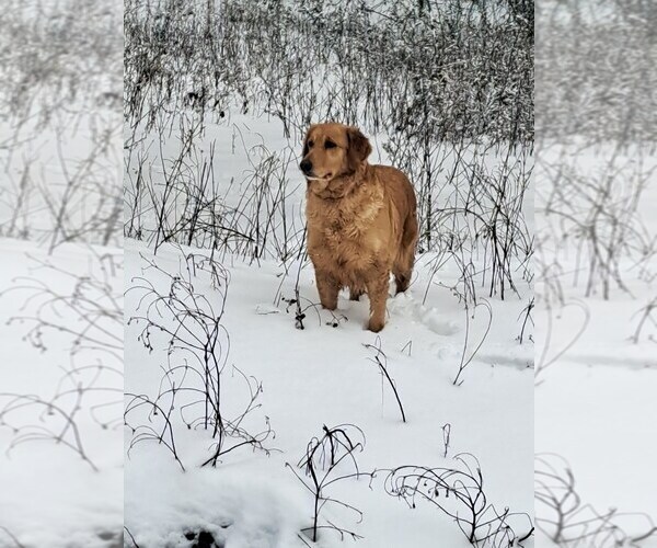 Medium Photo #1 Golden Retriever Puppy For Sale in BROKEN BOW, OK, USA