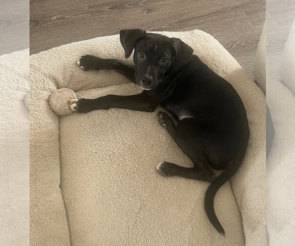 Medium Photo #11 Labrador Retriever-Unknown Mix Puppy For Sale in Sandy, UT, USA