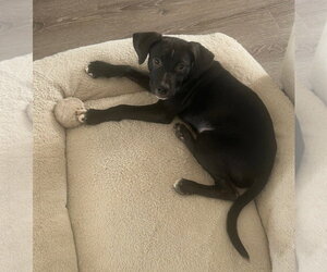 Tally - Female Labrador Retriever-Unknown Mix Dog for Adoption - Photo #11